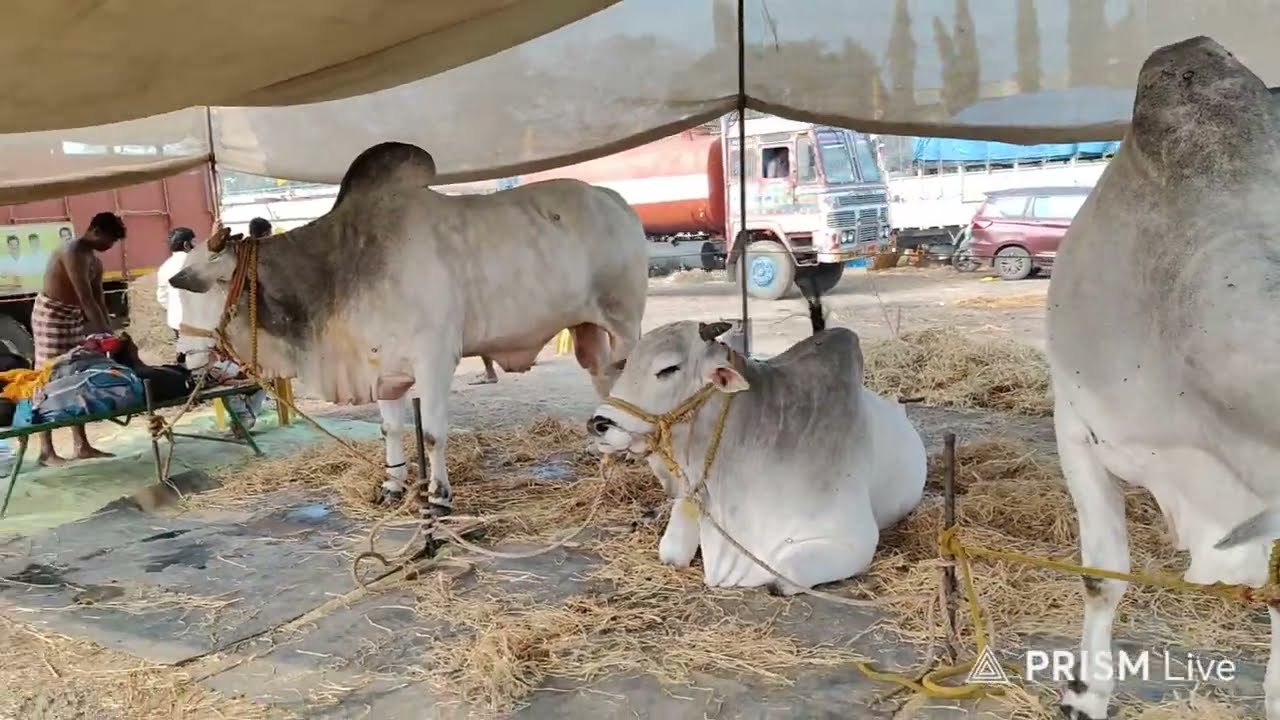 చిలకలూరిపేట టౌన్||న్యూ క్యాటగిరి విభాగం RK BULLS 💥సింహాచలం అరుణాచలం💥 20-1-2026💥💥