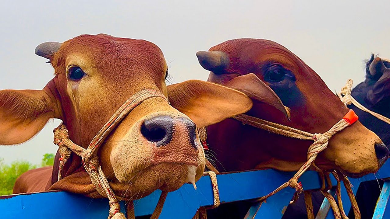 Cow unloading, cow videos, cow video, animal, big cow, goru hamba cow, Ep- 9