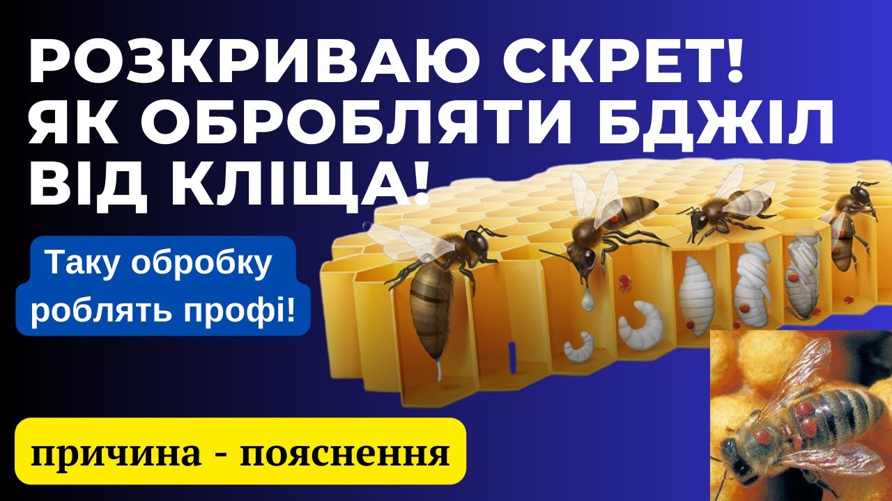 СЕКРЕТ! Як ефективно обробляти бджіл від кліща! Щоб отримати максимум ефекту!