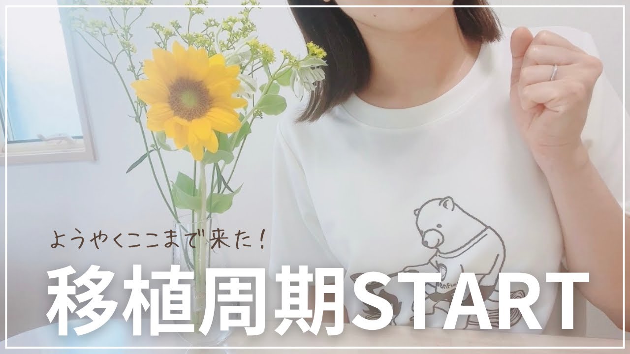 待ちに待った初めての移植！自然周期/SEET法