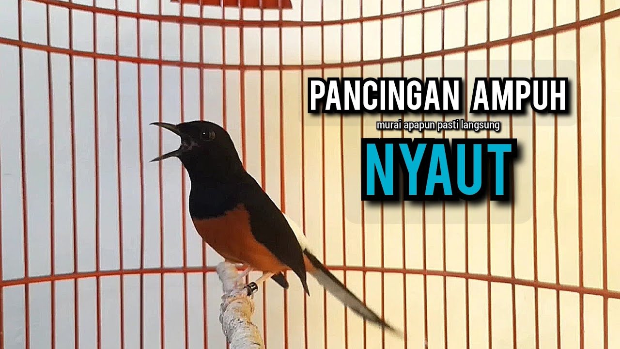 murai batu gacor AMPUH buat PANCINGAN murai batu agar bunyi JADIKAN burung murai gacor EMOSI NYAUT