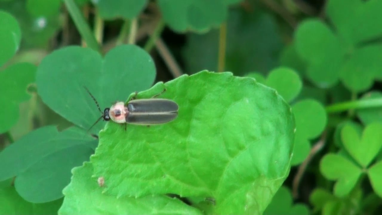 Lightning bugs mating 2019