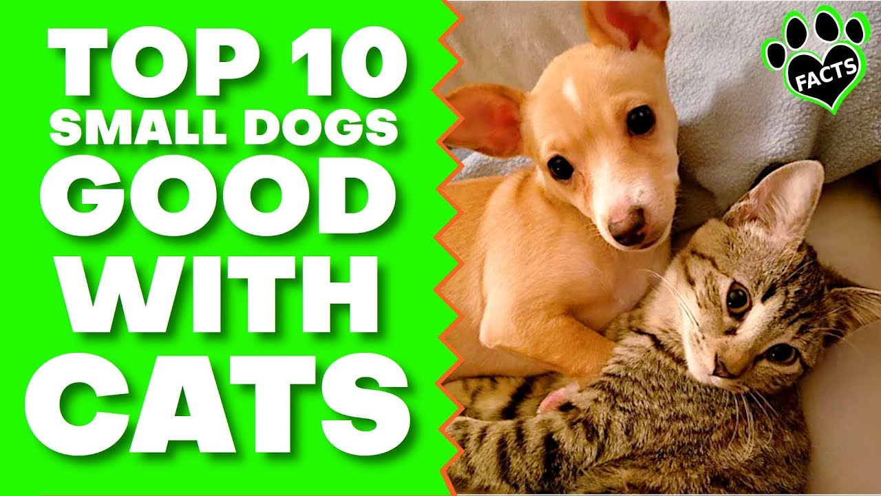 Top 10 Best Small Dog Breeds for Families with Cats - Dogs 101