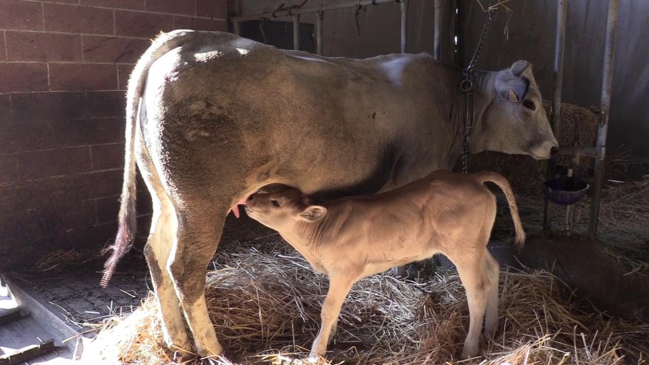 Moncalvo, la difficile vita dell'allevatore nel dietro le quinte della fiera del bue grasso