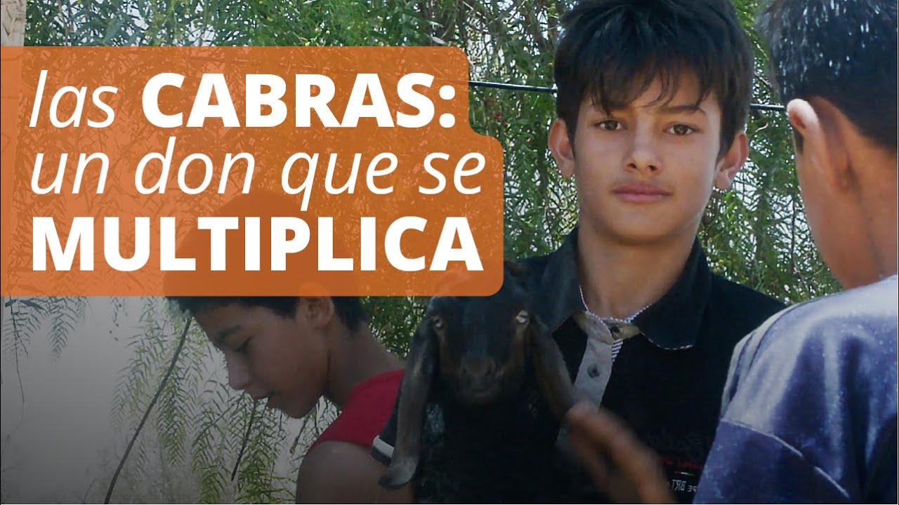 Cabras que impulsan el crecimiento en Jordania | Una historia sobre las Máquinas de Donación