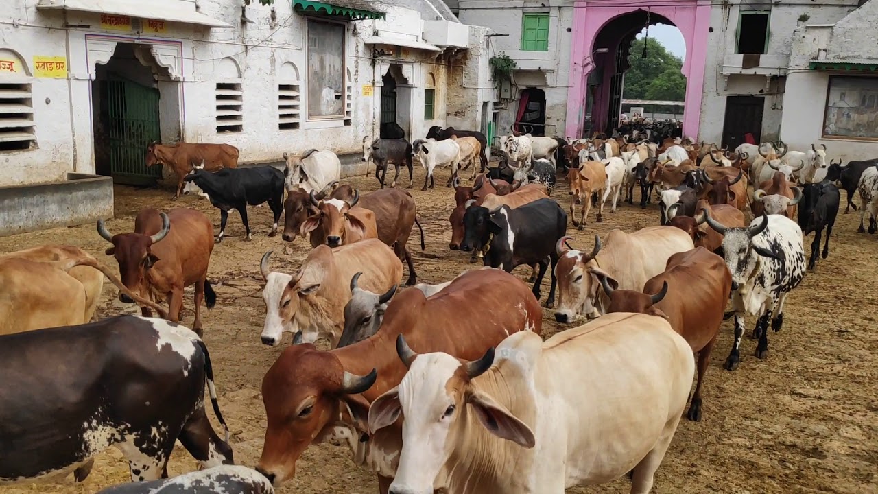 Shrinathji Gaushala, Nathdwara 9 July 2019