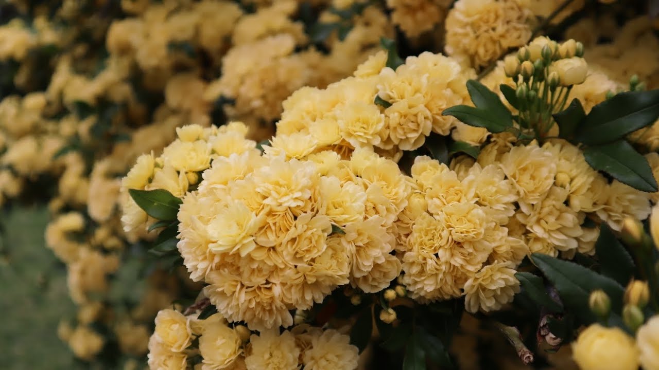 rosal de Banks - Rosa banksiae lutea flore pleno - rosal Lady Banks - roses - rosier - rosas - rosa 