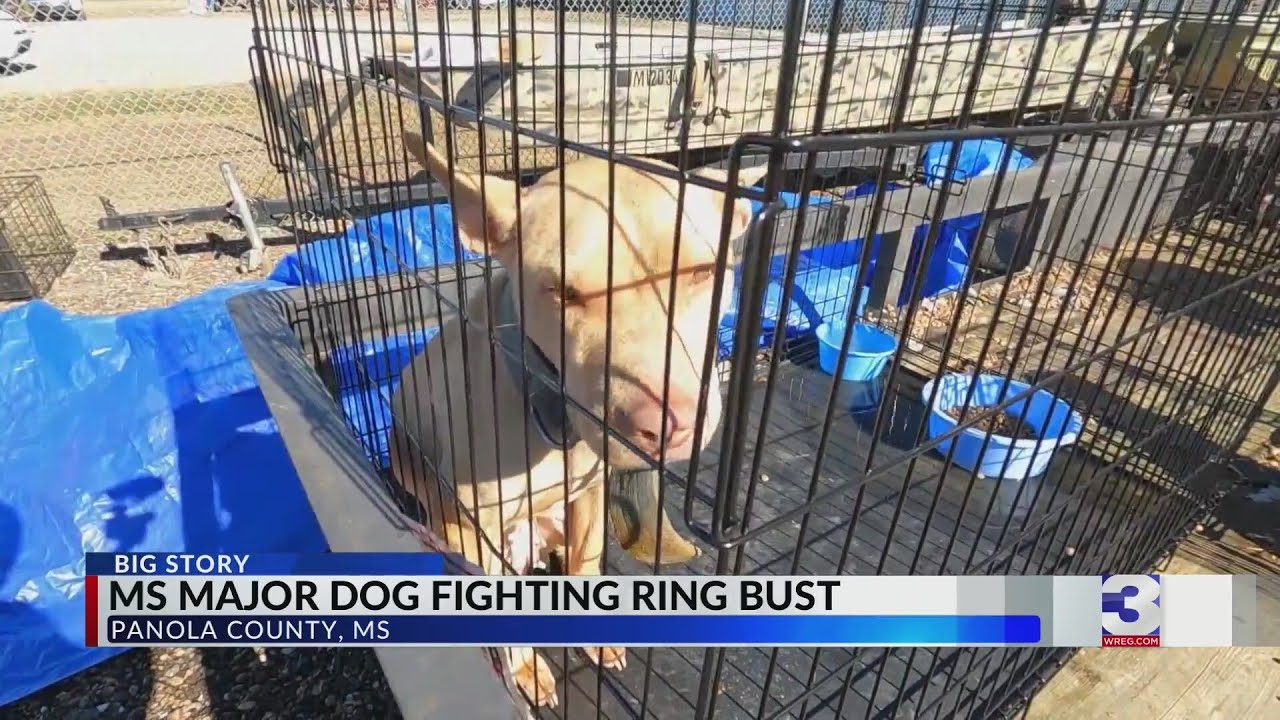 Mississippi dog fighting ring busted, 29 dogs confiscated