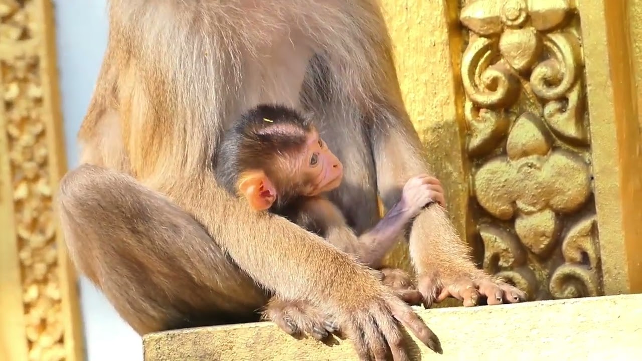 Oh No  ! Monkey Lipa Look like Not Good Well when T-ries to Asking Foods with Son
