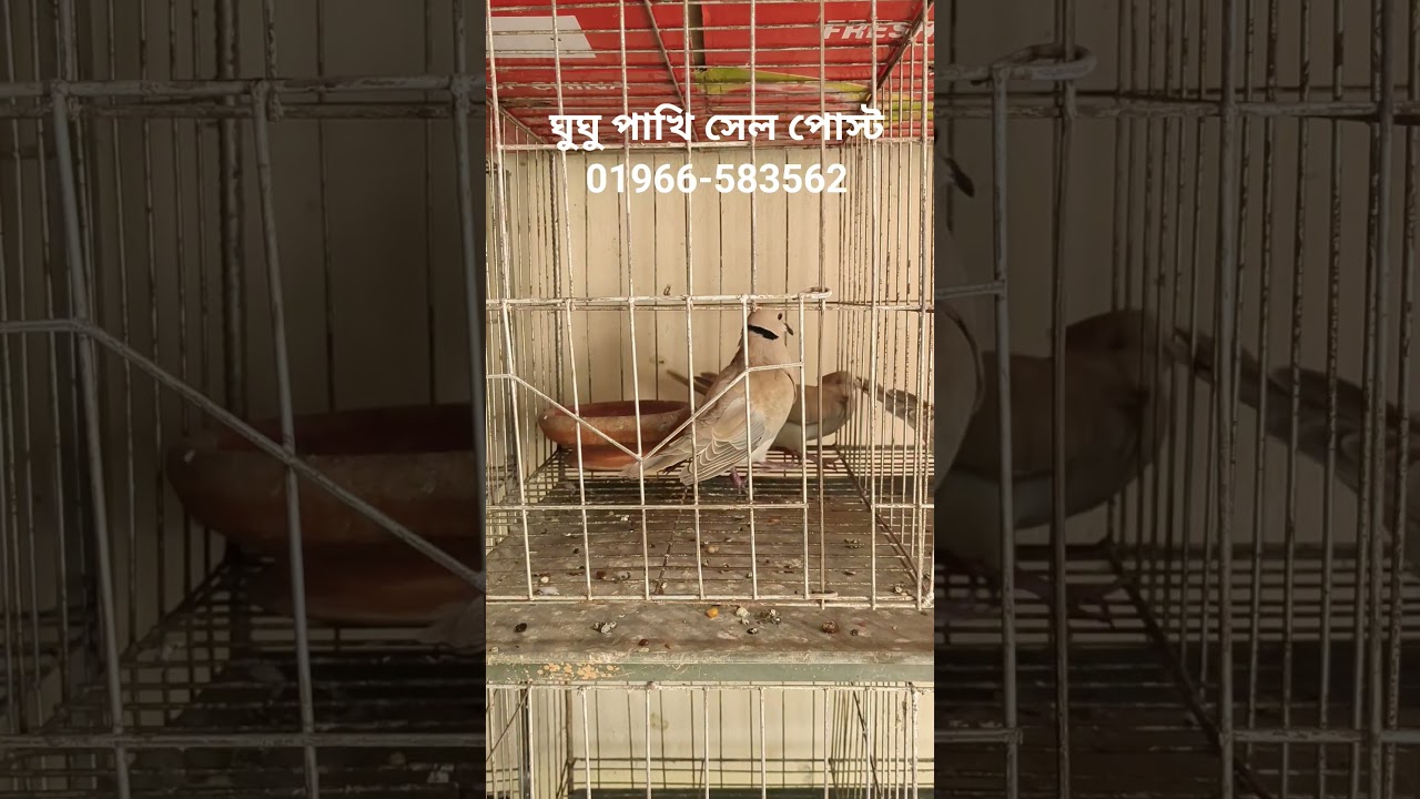 ঘুঘু পাখি #পাখিরবাসা #পাখি