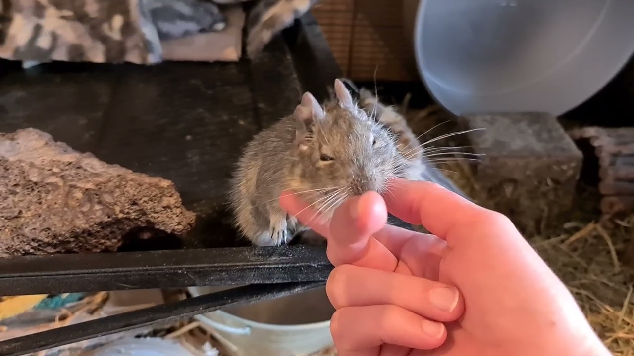 Degu Joanna's daily scratches