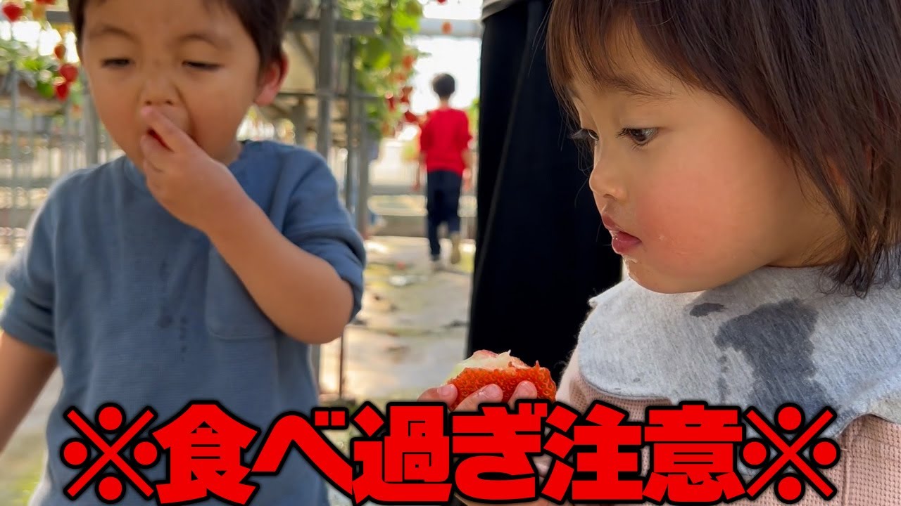 はたしてどれだけ食べるのか…三つ子はじめてのいちご狩り体験！