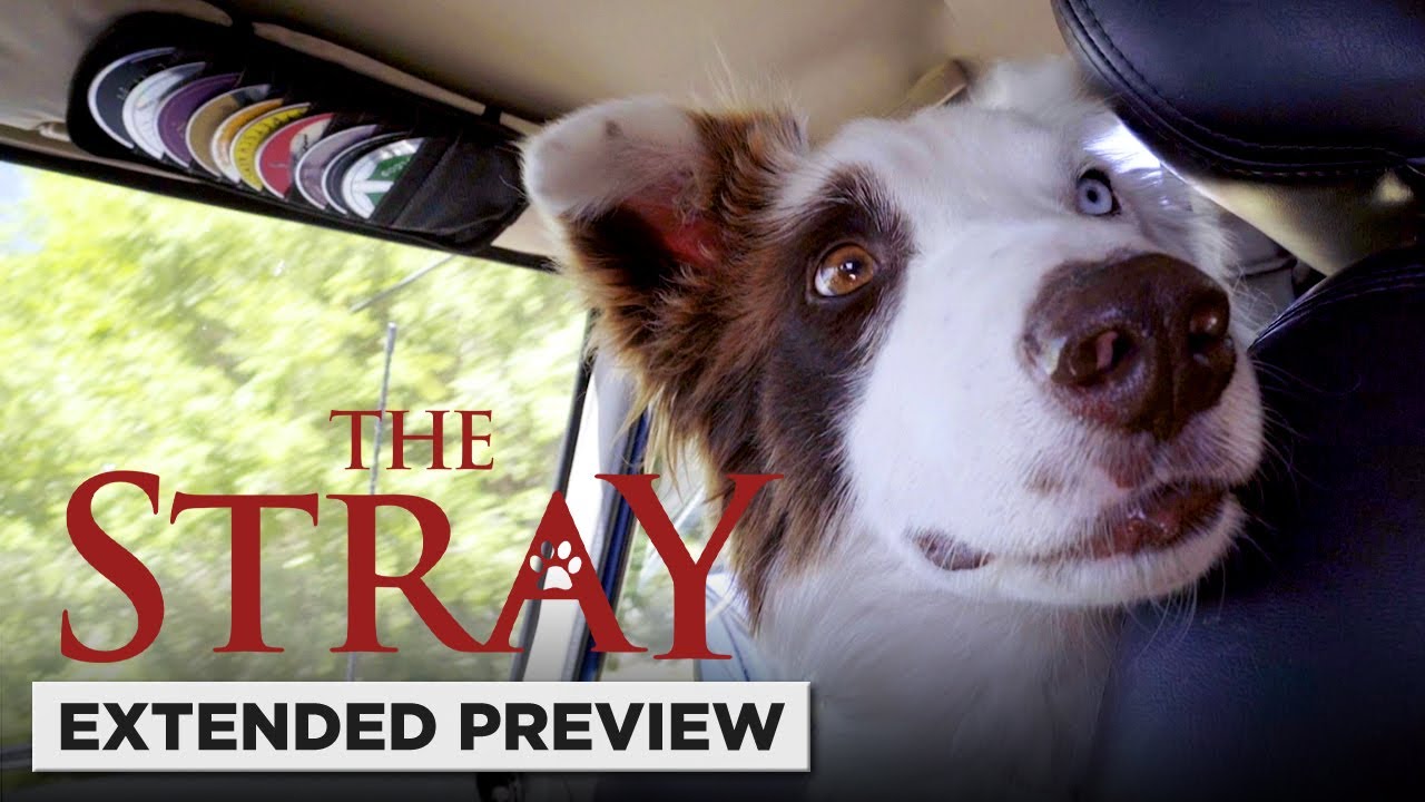 The Stray | Road Trip
