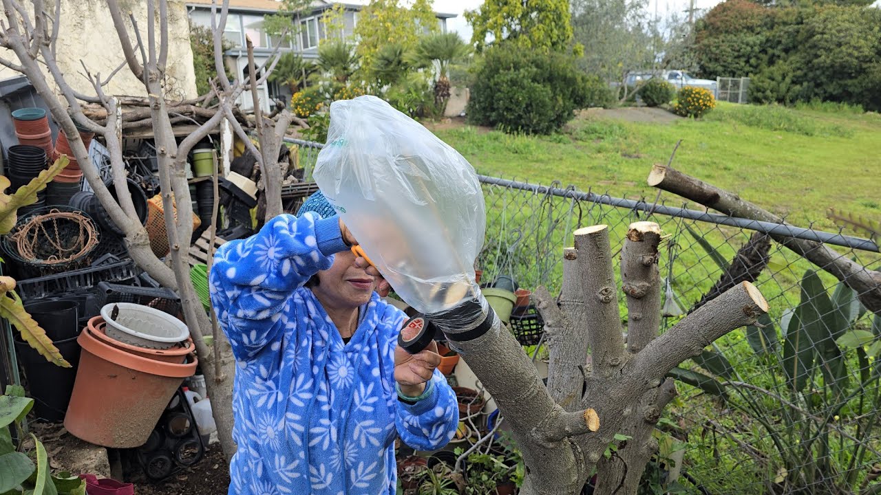 Grafting 5 Types of Atemoya  into One Cherimoya  🌳