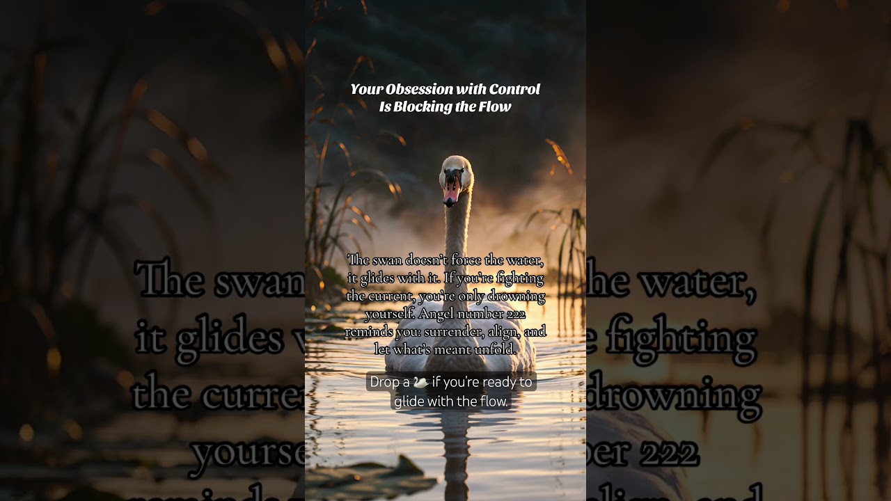 Swan Spirit Animal Message 🦢 | Angel Number 222 | Let Go & Trust the Flow
