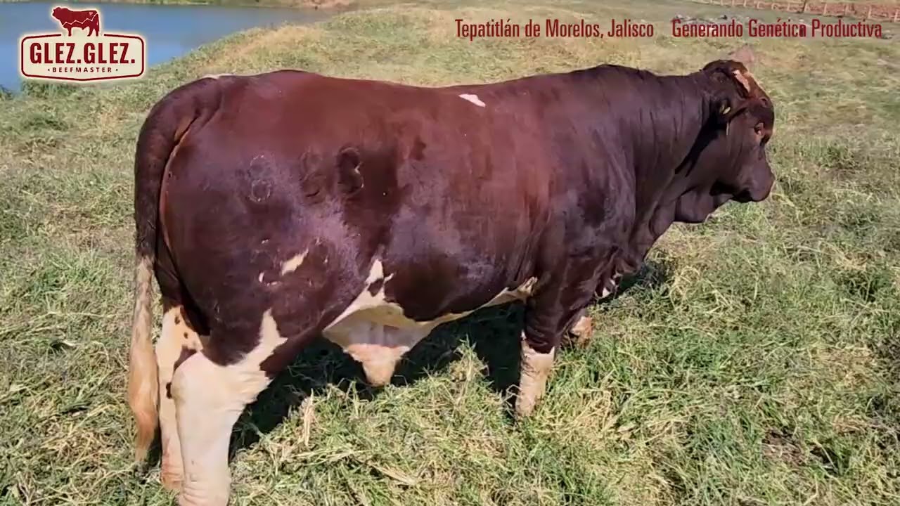 Glez Glez Beefmaster - Ganado Beefmaster en Jalisco