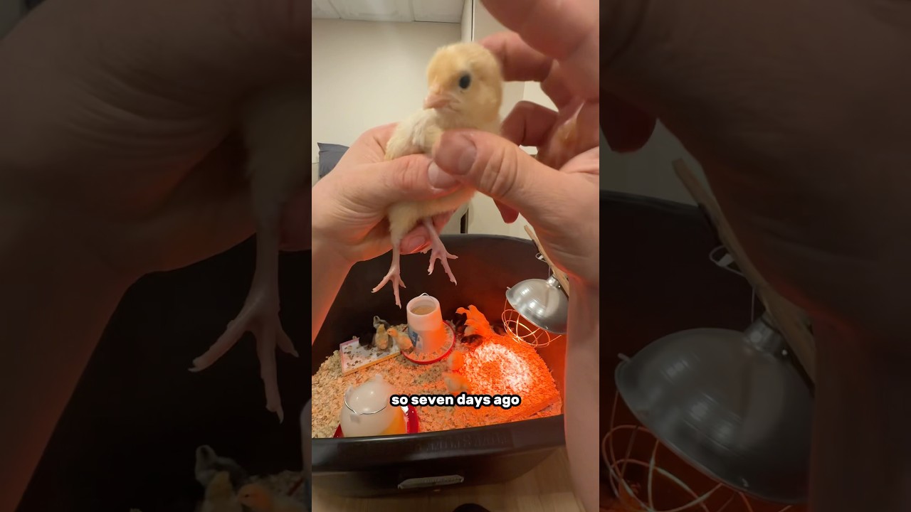 Raising chickens in my basement (day 7)