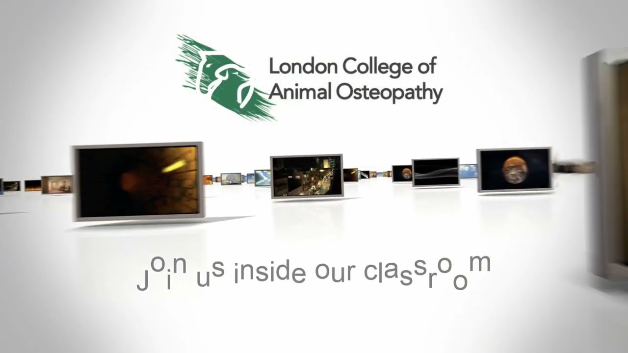 LCAO Student Performs Functional Technique on Canine Forelimb