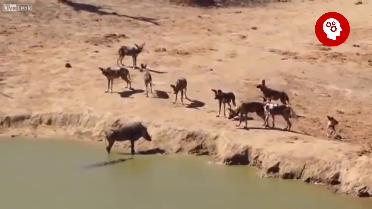 Ataque de crocodilo gigante!
