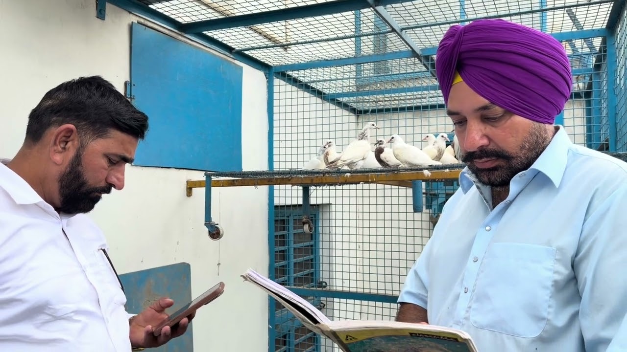 7th time Ashok Amroha 17 chicks by Babbu Kainth 8872117070