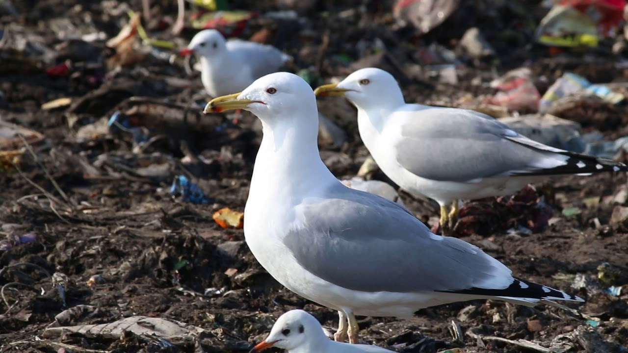 Caspian gull calling, Ruse, Bulgaria 27-jan-2019