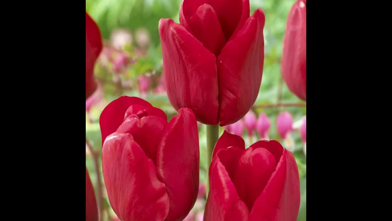 Życzenia na Dzień Kobiet💕💕💕💕💕