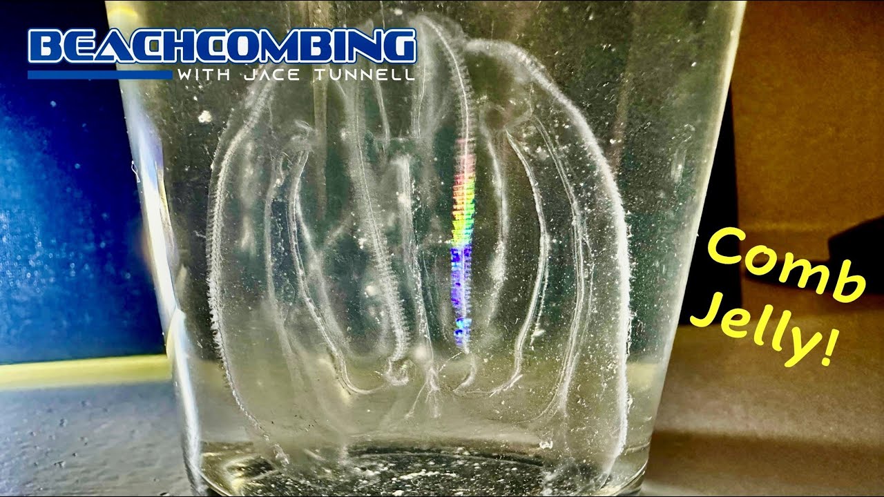 Beachcombing - Comb Jelly
