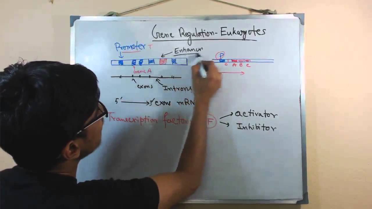 Gene regulation in eukaryotes