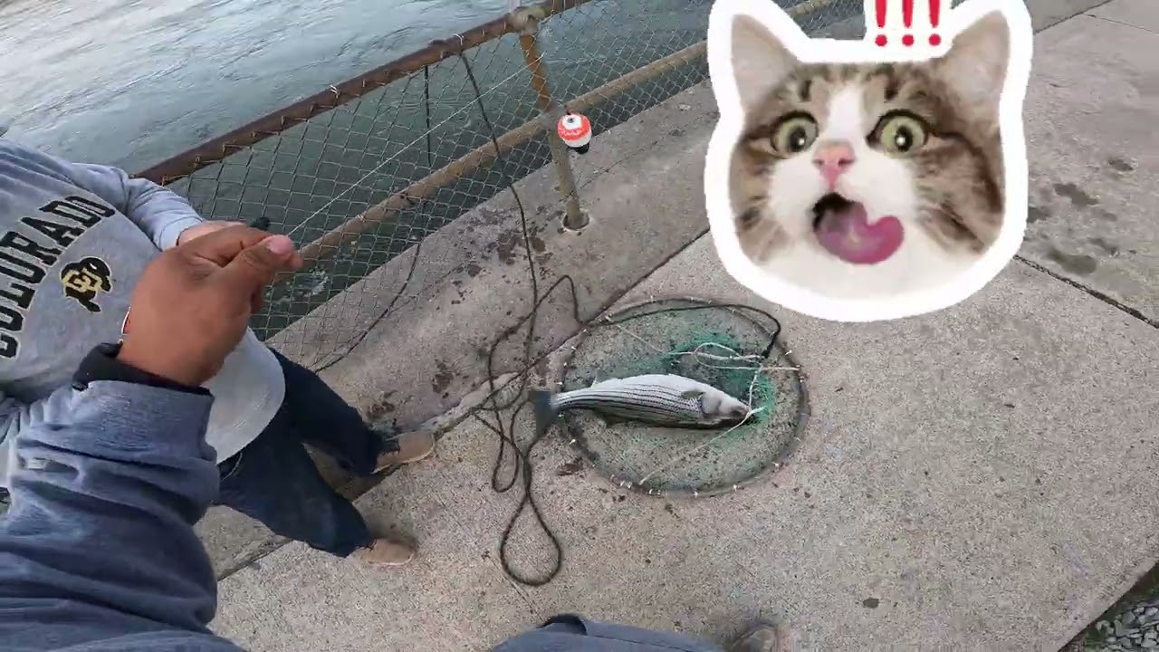 Pescca en represa de stripers y sand bass