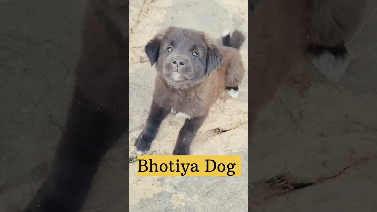 #Bhotiya