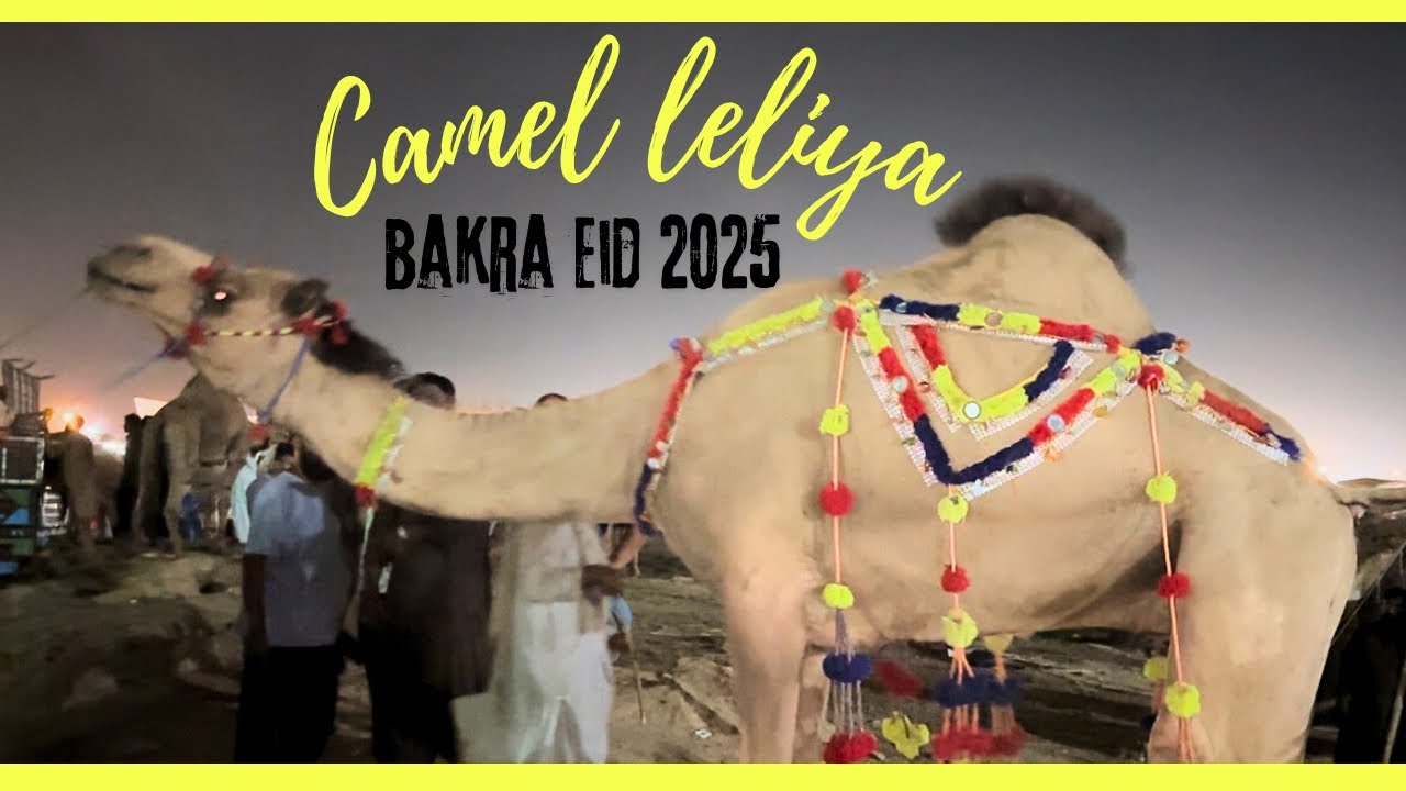 Camel le liya 2025 qurbani ka janwar | cow mandi | bakra eid |