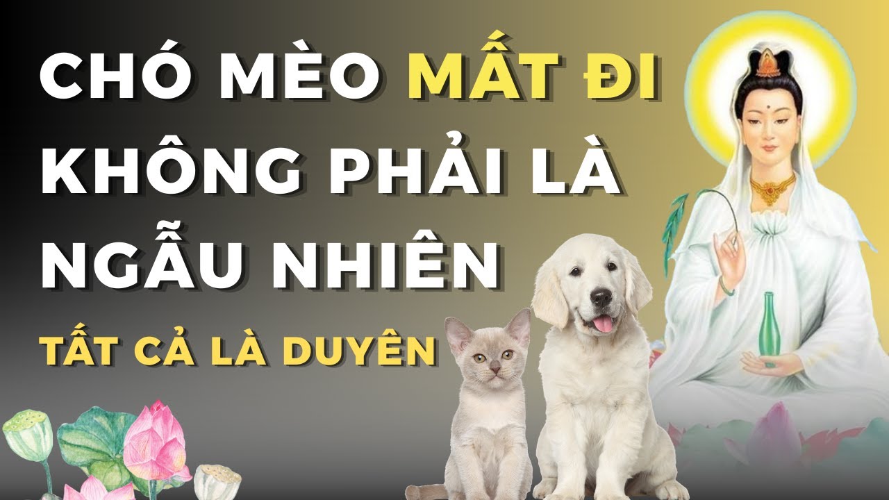 Chó Mèo Ở Hay Đi Đều Do Nghiệp Duyên - Lời Phật Dạy Nên Nghe | Thức Tâm Vô Ưu