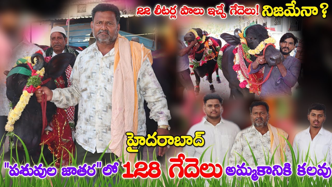 128 Buffaloes for sale in Hyderabad | 