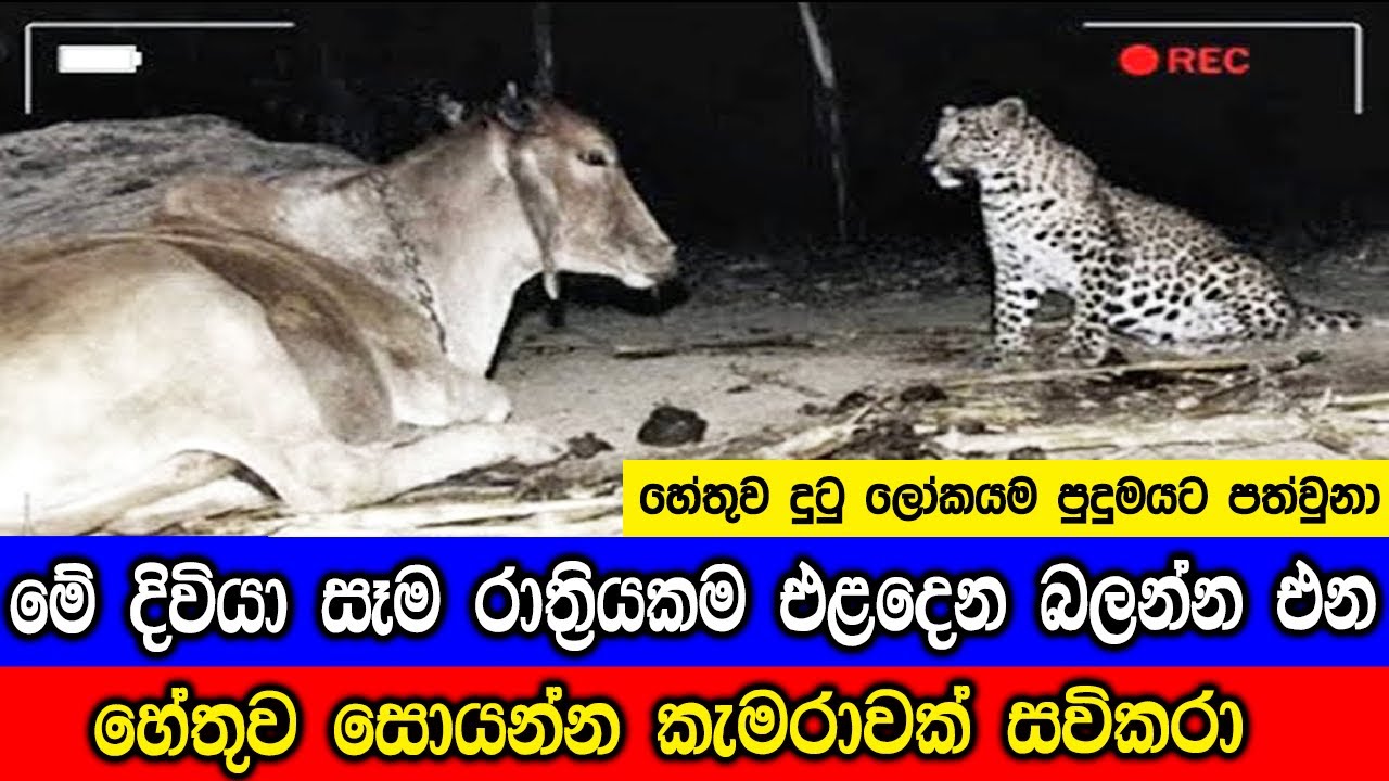 මේ දිවියා සෑම රාත්‍රියකම එළදෙනව බලන්න එන හේතුව සොයන්න කැමරාවක් සවිකරා.