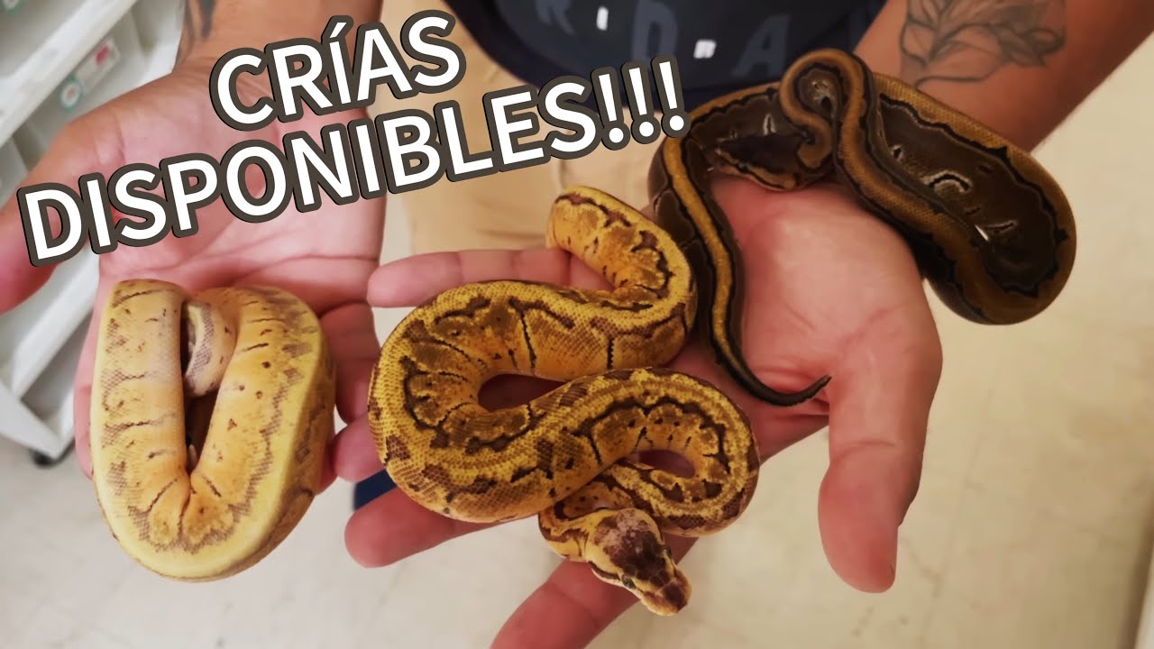 Estas Son Las Cr&iacute;as Del Proyecto De Pit&oacute;n Bola Con Daniel Orozco