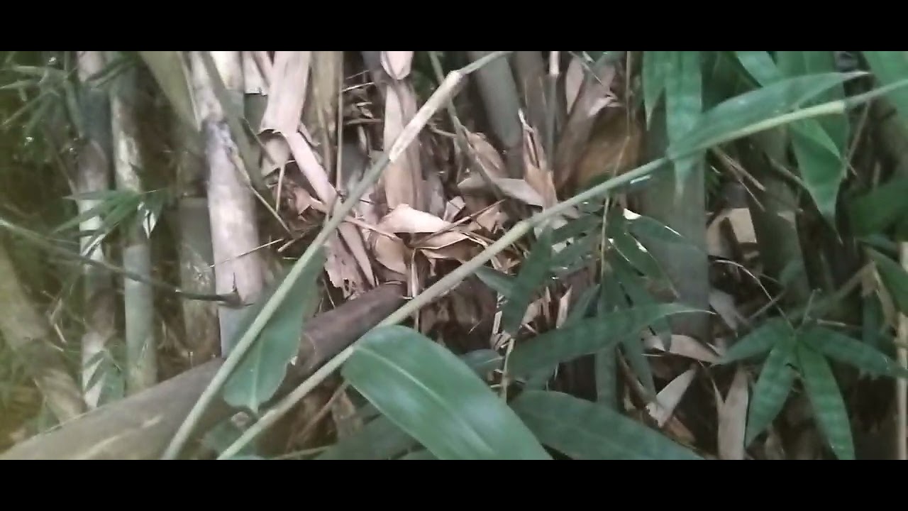 Menemukan bambu unik di rumpunan bambu apus