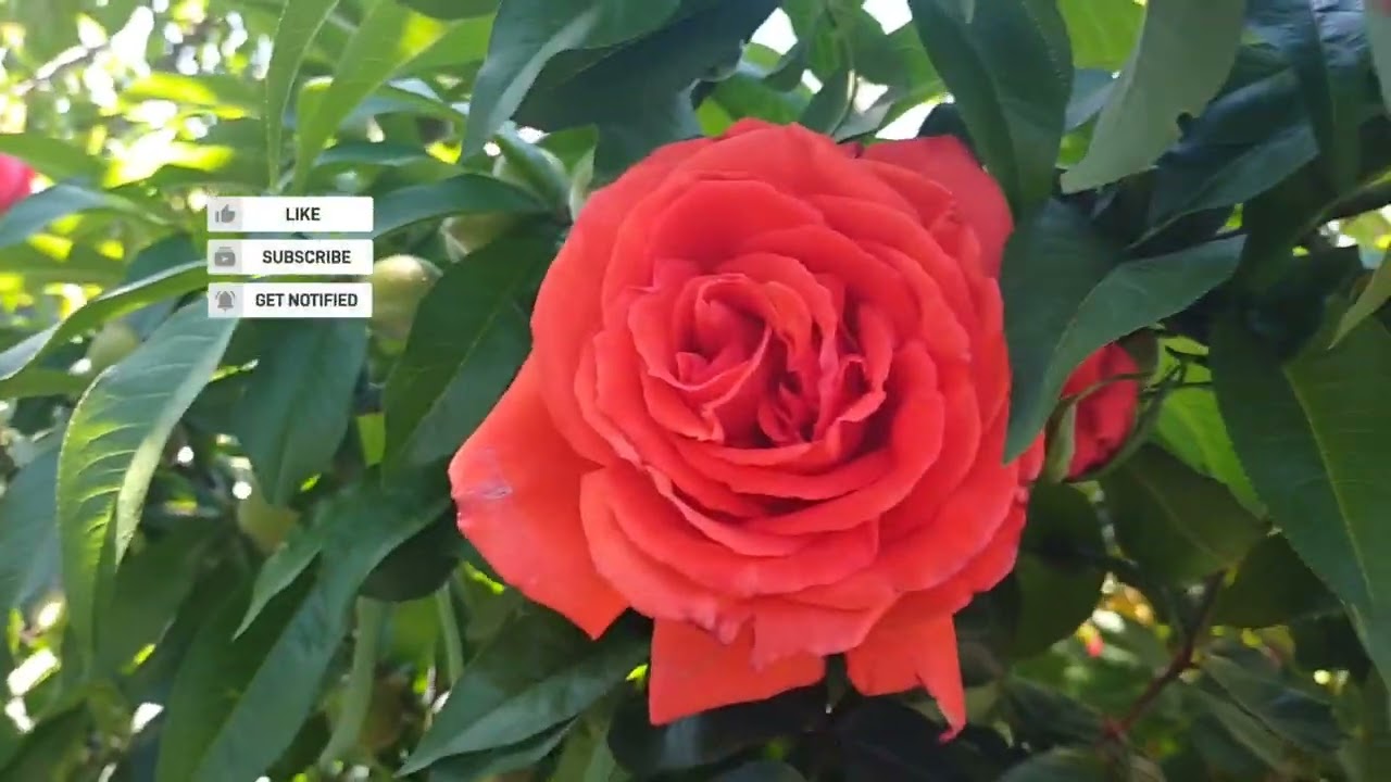 Les comparto las nuevas rosas de mi jardín