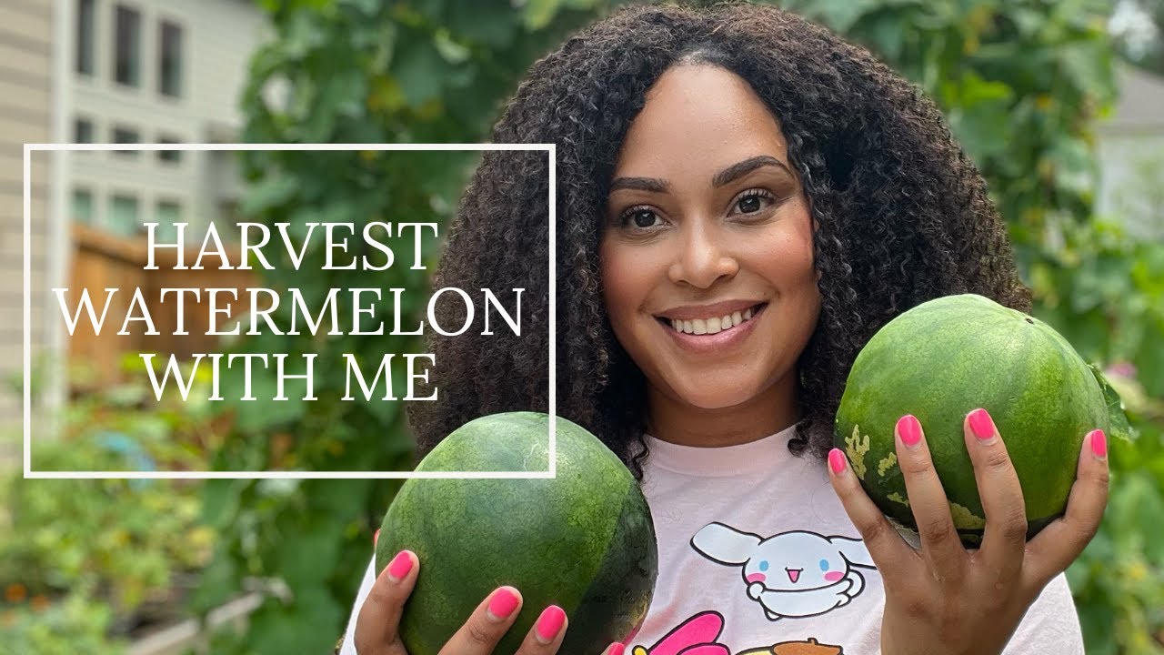 My First Watermelon Harvest - Summer Garden - Zone 8A