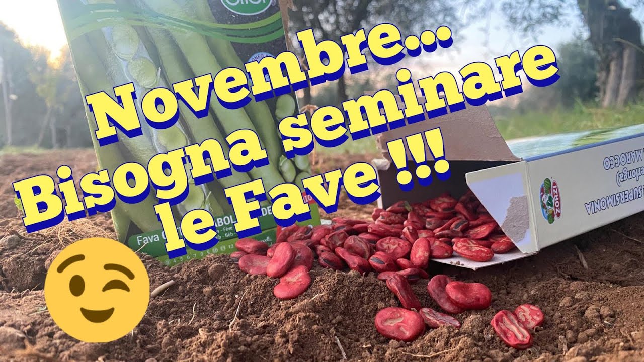 Trucchi per un’ottima semina delle fave…