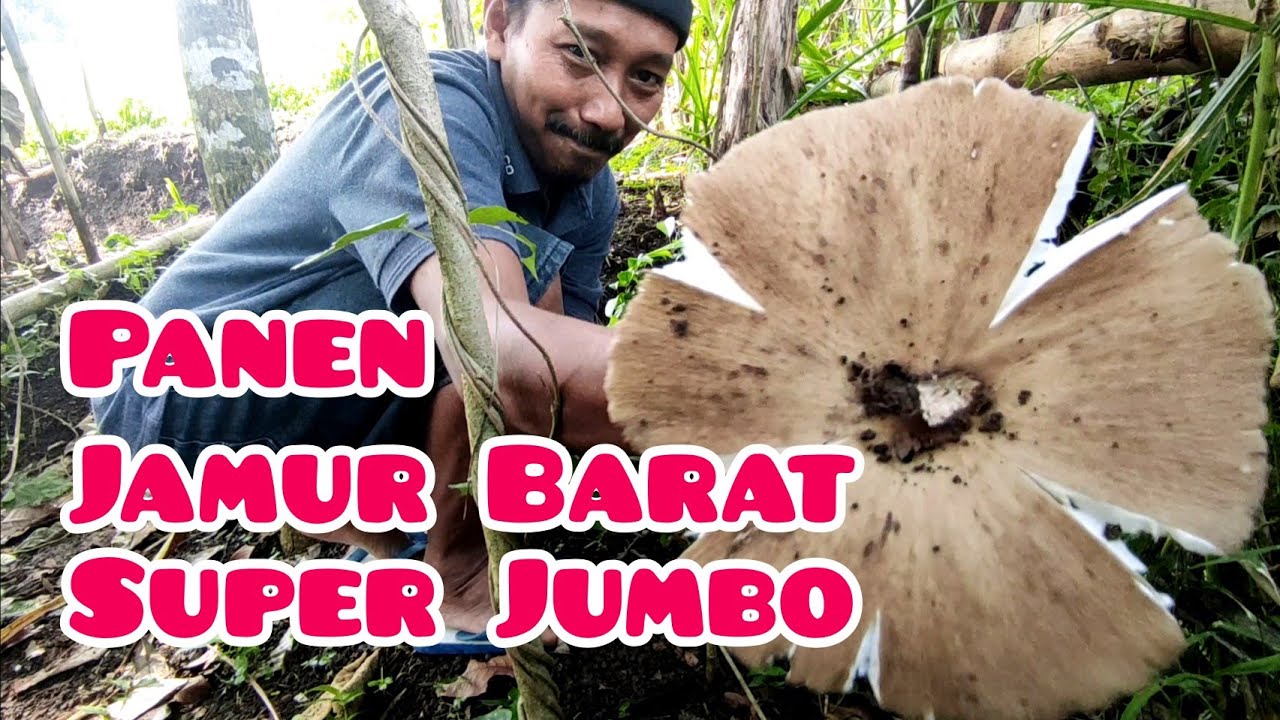Panen Jamur Barat Super Jumbo || Panen Jamur Barat liar