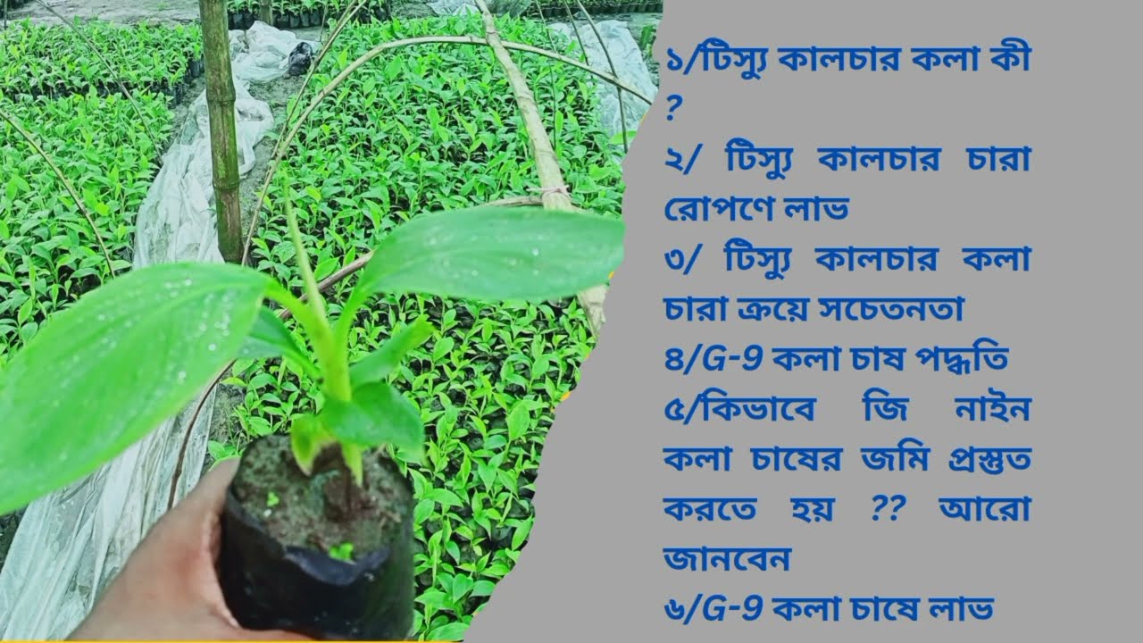 জি -9 (G-9)কলার টিস্যু কালচার চারা সংগ্রহ।। G-9 tissue culture banana seeding ।।