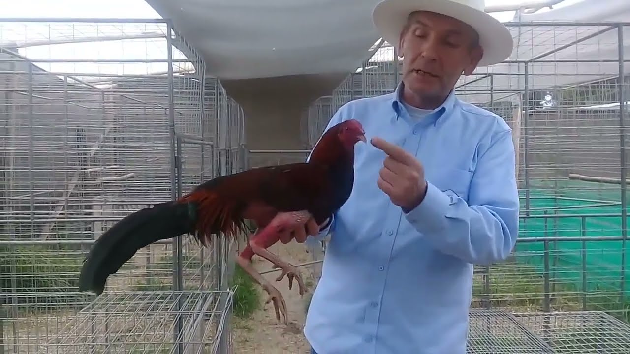 Utilización de vitamina B15 crianza de gallos finos  oxigenación  recuperación fuerza energizante