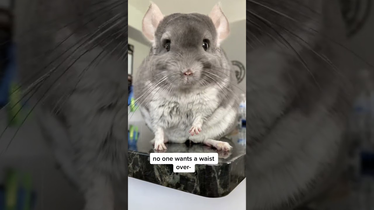 🚨 Обещаю, это всё пушистое! 😅 Оно было очень свободным и эластичным! #Линус #шиншилла #fyp #шорты