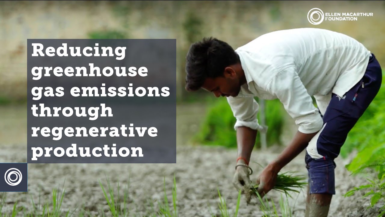 How greenhouse gas emissions from rice can be minimised through regenerative production