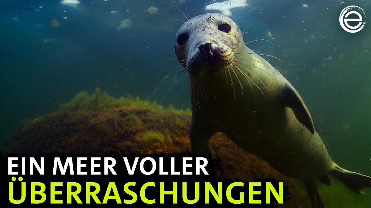 Die Ostsee – Von Dänemark bis Lettland | Erlebnis Erde