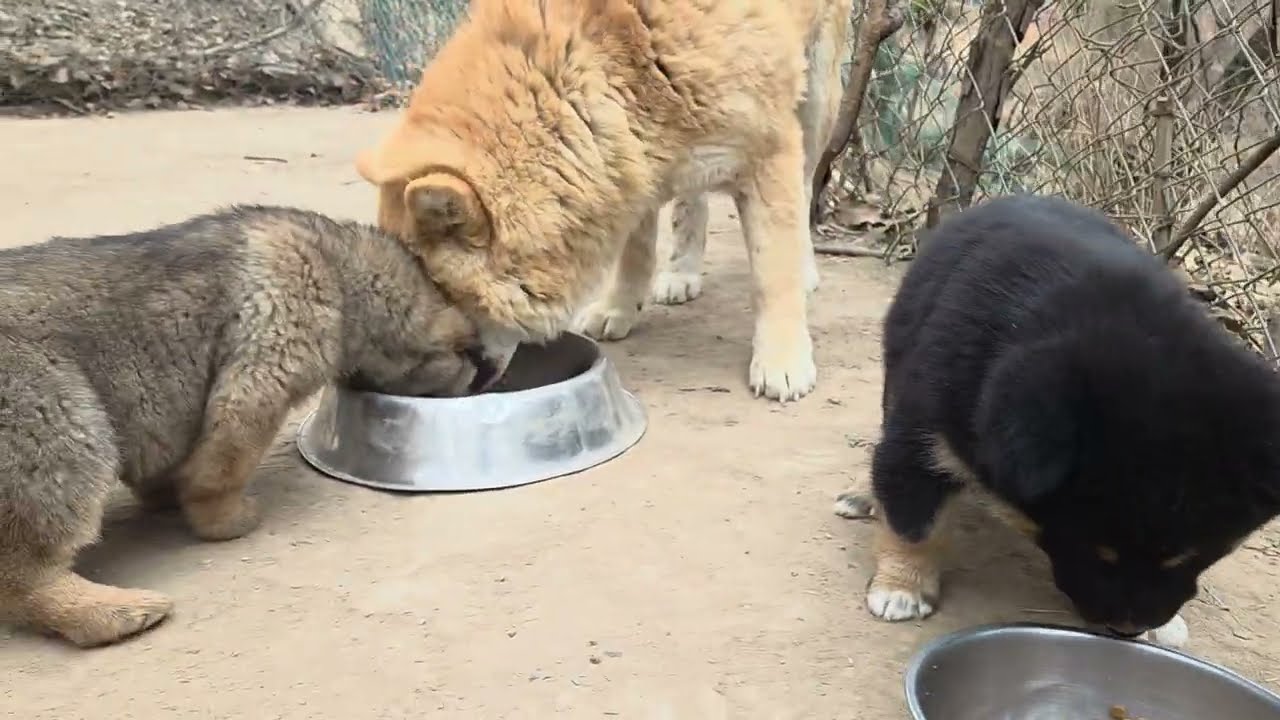 사이좋게 밥먹는 샤마랑 아이들^Korean Jindo Dog. 