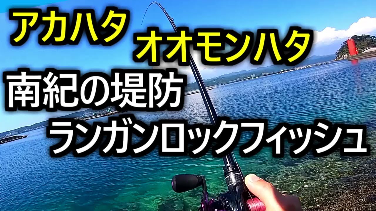 アカハタもオオモンハタも釣れる　和歌山の堤防ロックフィッシュ