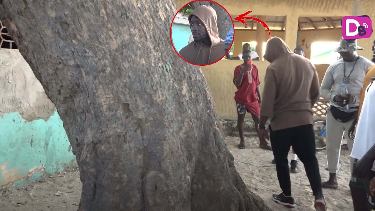 À la découverte du Baobab, l'arbre mystique de 