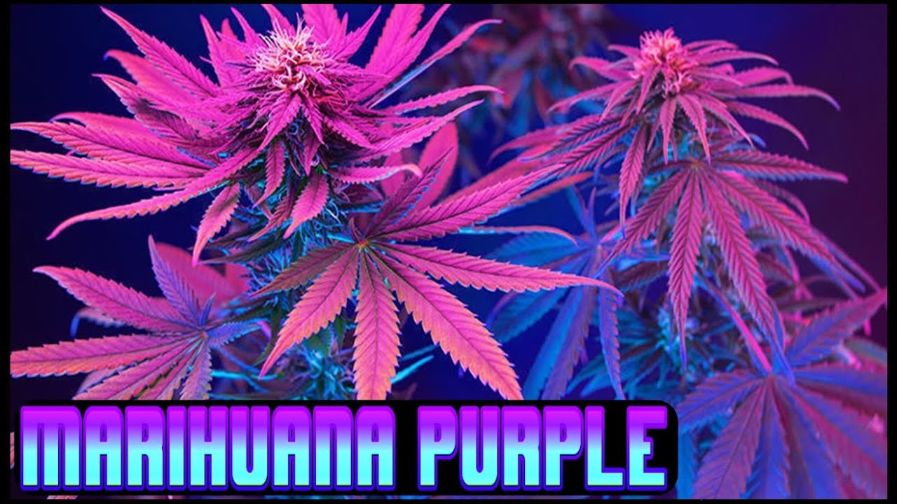 COMO TENER UNA PLANTA VIOLETA O DE COLORES | &iquest;QU&Eacute; SON LAS ANTOCIANINAS? | ROYAL QUEEN SEEDS