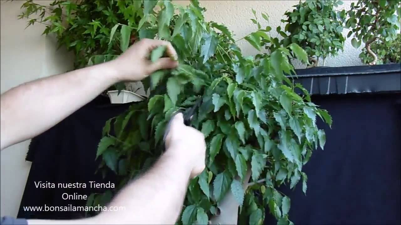 Pinzado de un Prebonsai de Almez